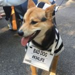 Halloween Hilarity: How Many Pet Parents Get Fido in Costume?