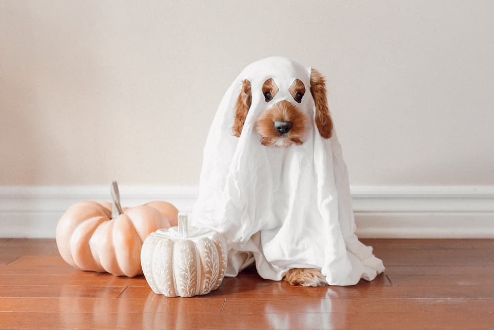 Hauntingly Easy: DIY Ghost Costumes for All Ages插图1