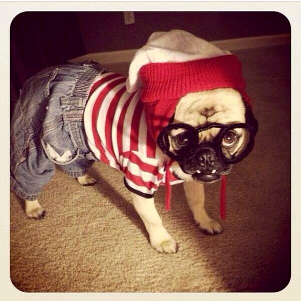 waldo dog costume