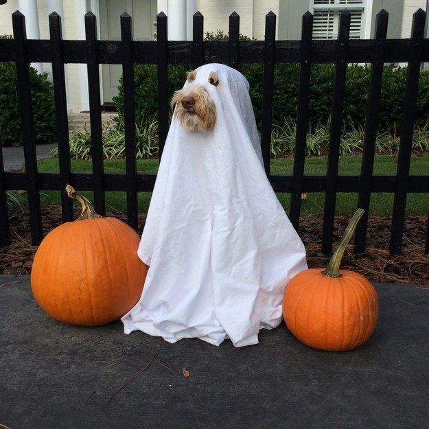make dog ghost costume