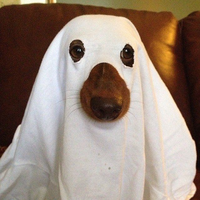 make dog ghost costume